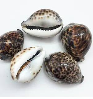 Tiger Cowrie Jacket