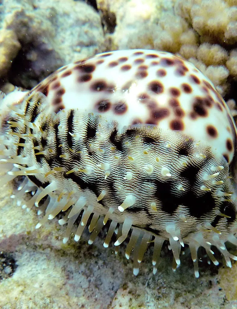 Tiger Cowrie Jacket