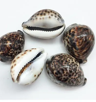 Tiger Cowrie Jacket